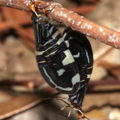 Porismus strigatus (Pied Lacewing) at Hackett, ACT - 3 Apr 2019 by jbromilow50