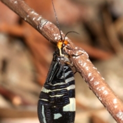 Porismus strigatus at Hackett, ACT - 3 Apr 2019 05:29 PM