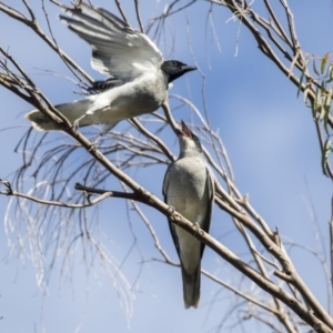 Coracina novaehollandiae at Belconnen, ACT - 3 Apr 2019