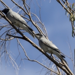 Coracina novaehollandiae at Belconnen, ACT - 3 Apr 2019