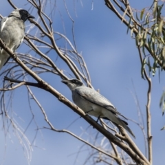 Coracina novaehollandiae at Belconnen, ACT - 3 Apr 2019