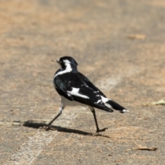 Grallina cyanoleuca (Magpie-lark) at Belconnen, ACT - 2 Apr 2019 by Alison Milton