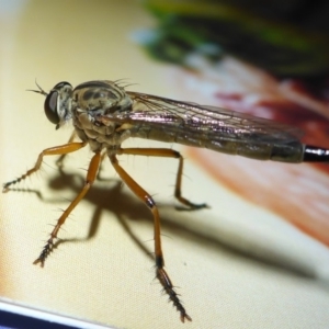 Cerdistus sp. (genus) at Aranda, ACT - 25 Nov 2014