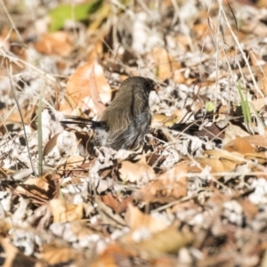 Malurus cyaneus at Belconnen, ACT - 3 Apr 2019