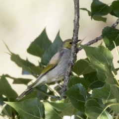 Ptilotula penicillata (White-plumed Honeyeater) at Belconnen, ACT - 2 Apr 2019 by Alison Milton