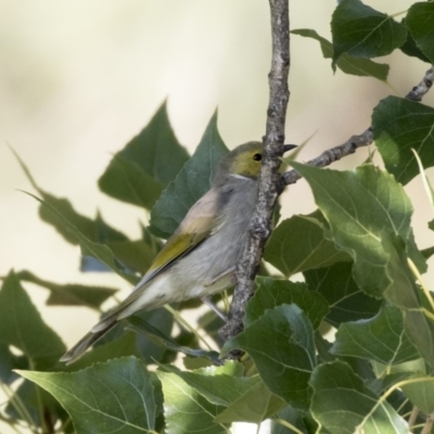 Ptilotula penicillata (White-plumed Honeyeater) at Belconnen, ACT - 2 Apr 2019 by Alison Milton