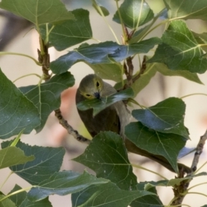 Ptilotula penicillata at Belconnen, ACT - 3 Apr 2019