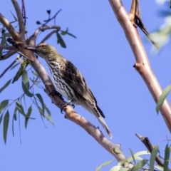 Oriolus sagittatus (Olive-backed Oriole) at Lake Ginninderra - 2 Apr 2019 by Alison Milton