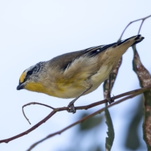 Pardalotus striatus at Belconnen, ACT - 3 Apr 2019