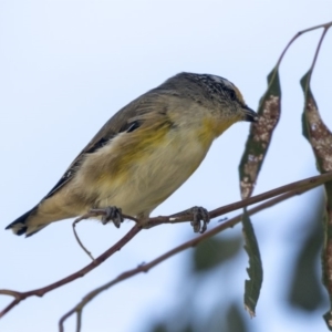 Pardalotus striatus at Belconnen, ACT - 3 Apr 2019