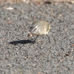 Acanthiza chrysorrhoa (Yellow-rumped Thornbill) at Belconnen, ACT - 2 Apr 2019 by Alison Milton