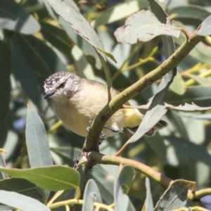 Acanthiza chrysorrhoa at Belconnen, ACT - 3 Apr 2019