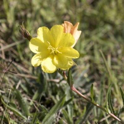 Oenothera stricta subsp. stricta (Common Evening Primrose) at Belconnen, ACT - 3 Apr 2019 by AlisonMilton