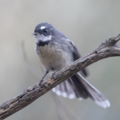 Rhipidura albiscapa (Grey Fantail) at Lake Ginninderra - 2 Apr 2019 by Alison Milton