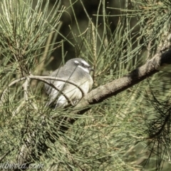 Rhipidura albiscapa (Grey Fantail) at Stromlo, ACT - 31 Mar 2019 by BIrdsinCanberra