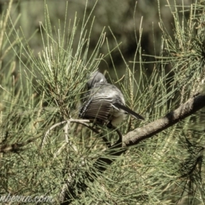 Rhipidura albiscapa at Stromlo, ACT - 31 Mar 2019