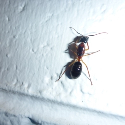 Camponotus nigriceps (Black-headed sugar ant) at Aranda, ACT - 2 Dec 2014 by JanetRussell