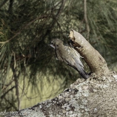 Cormobates leucophaea (White-throated Treecreeper) at Stromlo, ACT - 31 Mar 2019 by JonSteinbeck