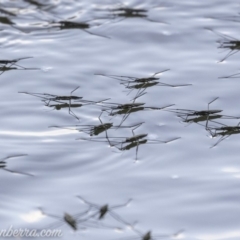Aquarius antigone (Water strider, pond skater) at Stromlo, ACT - 31 Mar 2019 by JonSteinbeck