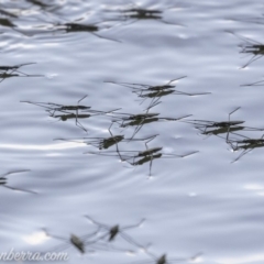 Aquarius antigone (Water strider, pond skater) at Stony Creek - 30 Mar 2019 by BIrdsinCanberra