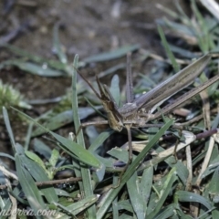 Acrida conica (Giant green slantface) at Stromlo, ACT - 30 Mar 2019 by BIrdsinCanberra