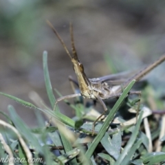 Acrida conica at Stromlo, ACT - 31 Mar 2019