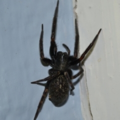 Badumna insignis (Black House Spider) at Hughes, ACT - 30 Mar 2019 by JackyF