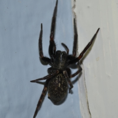 Badumna insignis (Black House Spider) at Hughes, ACT - 30 Mar 2019 by JackyF