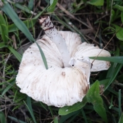 Lepiota s.l. at Hughes, ACT - 31 Mar 2019