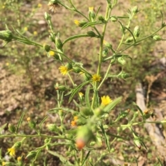 Dittrichia graveolens at Majura, ACT - 3 Apr 2019 03:32 PM