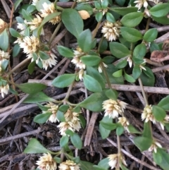 Alternanthera sp. A Flora of NSW (M. Gray 5187) J. Palmer at Majura, ACT - 3 Apr 2019