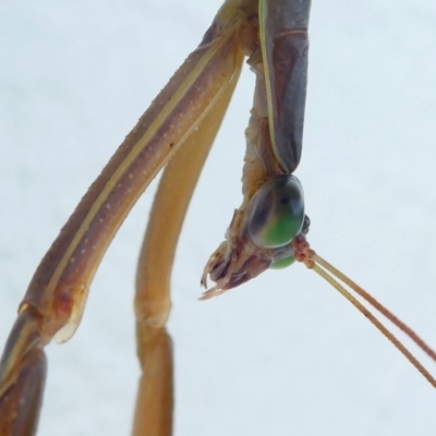 Tenodera australasiae (Purple-winged mantid) at Undefined, NSW - 19 Mar 2019 by HarveyPerkins