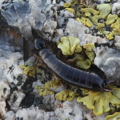 ANISOLABIDIDAE (An earwig) at Undefined, NSW - 19 Mar 2019 by HarveyPerkins