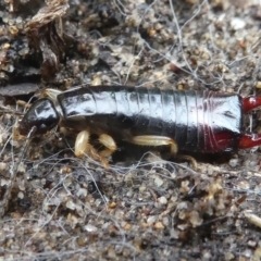 ANISOLABIDIDAE (An earwig) at Undefined, NSW - 24 Mar 2019 by HarveyPerkins