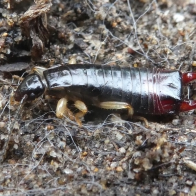 ANISOLABIDIDAE (An earwig) at Undefined, NSW - 24 Mar 2019 by HarveyPerkins