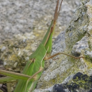 Acrida conica at Undefined, NSW - 24 Mar 2019 11:41 AM