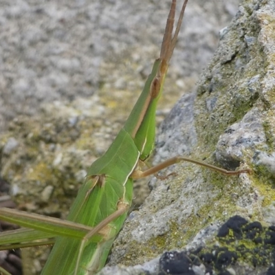 Acrida conica (Giant green slantface) at Undefined, NSW - 24 Mar 2019 by HarveyPerkins