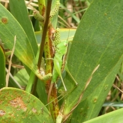 Conocephalomima barameda (False Meadow Katydid, Barameda) at Undefined, NSW - 24 Mar 2019 by HarveyPerkins