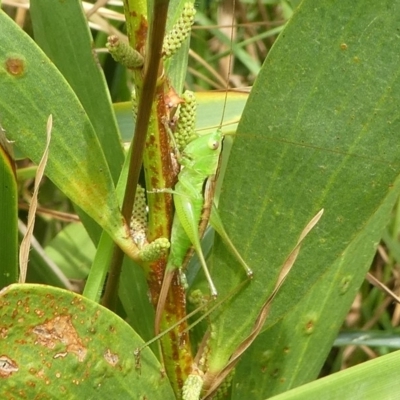 Conocephalomima barameda (False Meadow Katydid, Barameda) at Undefined, NSW - 24 Mar 2019 by HarveyPerkins