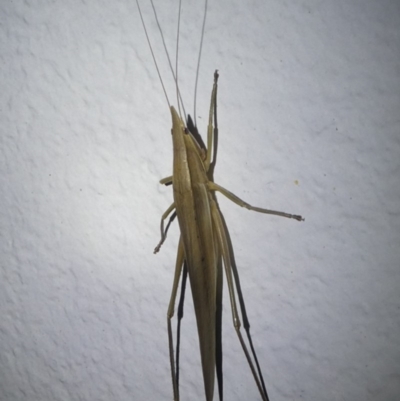 Pseudorhynchus mimeticus (Snout nose katydid) at Undefined, NSW - 22 Mar 2019 by HarveyPerkins