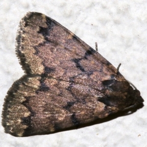 Mormoscopa phricozona at Ainslie, ACT - 3 Apr 2019 08:32 PM