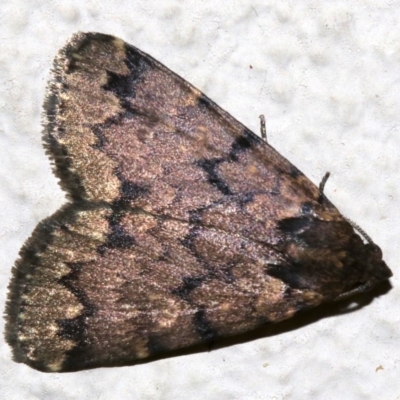 Mormoscopa phricozona (A Herminiid Moth) at Ainslie, ACT - 3 Apr 2019 by jbromilow50