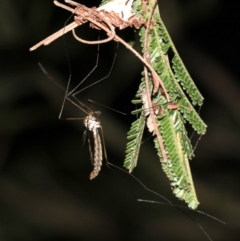 Ptilogyna sp. (genus) (A crane fly) at Mount Ainslie - 3 Apr 2019 by jb2602