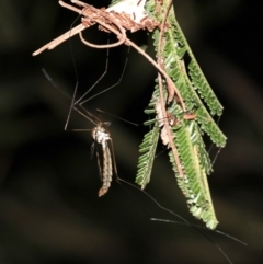 Ptilogyna sp. (genus) (A crane fly) at Ainslie, ACT - 3 Apr 2019 by jb2602