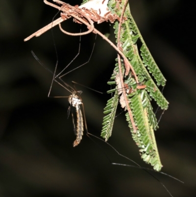 Ptilogyna sp. (genus) (A crane fly) at Mount Ainslie - 3 Apr 2019 by jb2602