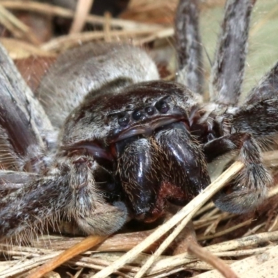 Isopeda sp. (genus) (Huntsman Spider) at Acton, ACT - 1 Apr 2019 by jb2602