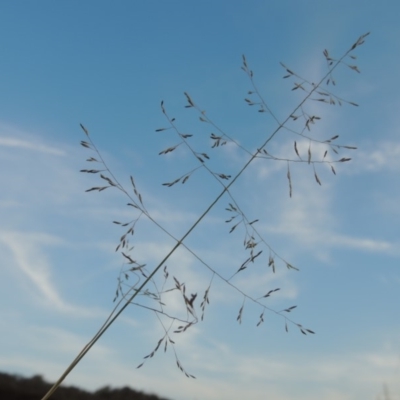 Eragrostis curvula (African Lovegrass) at Tuggeranong DC, ACT - 27 Feb 2019 by michaelb