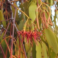 Amyema miquelii (Box Mistletoe) at Tuggeranong DC, ACT - 27 Feb 2019 by michaelb