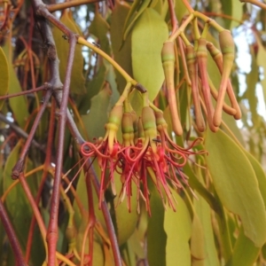 Amyema miquelii at Tuggeranong DC, ACT - 27 Feb 2019