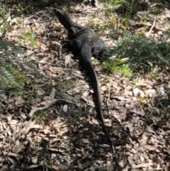 Varanus varius (Lace Monitor) at Wonboyn, NSW - 26 Mar 2019 by OPJ